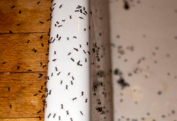 Flea Control Services in University, FL